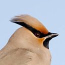 【여새,연새,연작(連雀)】 「‘떠돌이 여기여새(cedar waxwing)」 이미지