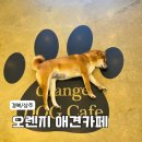 오렌지 애견카페 이미지