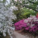 371차,05월02일,토요 둘레길 길동무 이미지