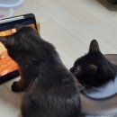 포캣(for cat) 이미지