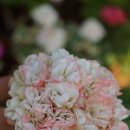 스윗 데일리 이미지