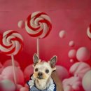 김포24시힐동물의료센터 이미지