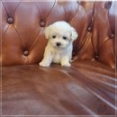 부천중앙병원 | 부천강아지분양 포메라니안 솔직 후기