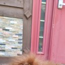 미미 펫 그루밍 이미지