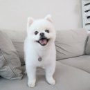 꽃단장하개 이미지