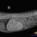 하나동물의료센터 이미지