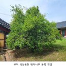 「군산 하제마을 팽나무」, 「부여 석성동헌 탱자나무」 천연기념물 지정- 수백 년간 마을 지킨 노거수로 형태와 생육상태 우수… 「군산 하 이미지