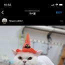 꽃길 걷는 고양이 네이버블로그