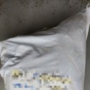 프린세스 캣 이미지