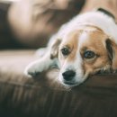 진천동물병원 이미지