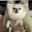 아이유동물메디컬센터 | 강아지 후두골이형성 수술 / 척수공동증 상담 후기 (아이유동물메디컬센터)