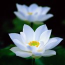 추모시(詩) 이미지