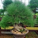 해송2로 이미지