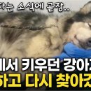 강형욱도 감탄한 울프독의 충성심🥹, 보호자만 따르는 개 I KBS 개는 훌륭하다 이미지