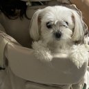 [내돈내산] 비플루프 포어백 강아지 고양이 이동가방 앞가방 구매 후기 (구매동기, 장점, 단점, 가격...