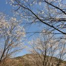 금산 보곡산골 - 고운 산벚꽃 길을 걷다.
