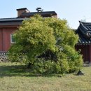 석성동헌 탱자나무 이미지