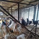 성조농장 이미지