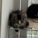 작은놈PC방 | 정신없는 10월 일상 ((추석, 일본여행, 아깽이입양까지,,