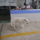 호동주유소 이미지