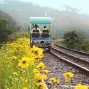 바이크애견 이미지