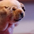 24시 건국 본 동물병원 이미지