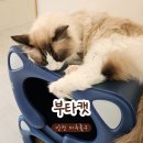 야옹이를 부타캣ㅣ힐링하고 올 수 있는 프리미엄 고양이카페 내돈내산 방문후기