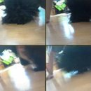 파마나라 Daum카페