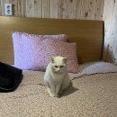 설희민박 이미지