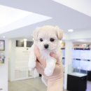 개키우는남자 강아지분양 대구본점 이미지