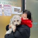 키스더도그/아르테미스 이미지