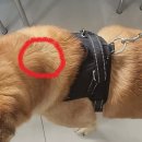 뉴월드동물병원 | 반려견 동물등록 내장칩 1만원 지원사업 미신고 벌금 동물등록증 신청