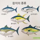 참치가 - 노원구 동일로242가길 9 | 참치가