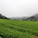 강진 설록 다원 이미지