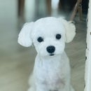 쇼어독 네이버블로그