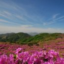 철쭉민박