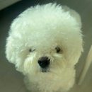 댕실댕실 이미지