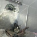 담양군 반려유기동물 공공진료소 이미지