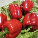 섭이네농장 이미지