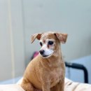 Grooming574 이미지