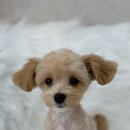 데이,그룸 이미지