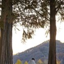 메타세쿼이아길 공중화장실 이미지