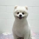 똘똘하개 네이버블로그