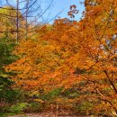 월매꿀골약수터 | 부산민들레산악회*11월3일제519차청송의숨겨진산*월매봉* 월매남봉*용암사단풍*산행안내