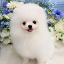 멍구르르 이미지