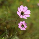 선경레이카운티부동산공인중개사사무소 이미지