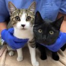 하니동물병원 이미지