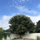 스테이 띠앗 | 공주,스테이띠앗