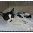 나비동물병원 이미지