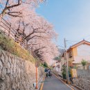 부산 벚꽃 명소 개금벚꽃길 후기
